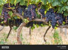 grapes on vine