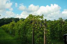 grapes in vineyard