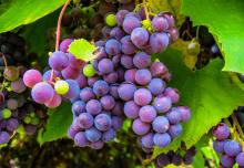 grapes