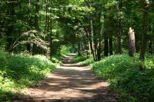 path in green woods