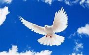 Dove in Sky