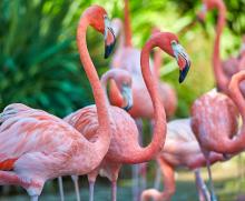 flamingoes