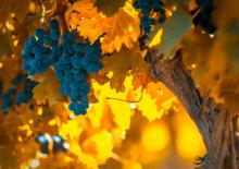 grapes in autumn