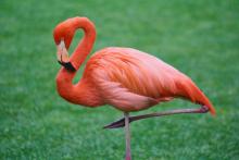flamingo grass
